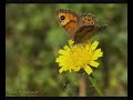 Las Mariposas de Asturias - Fauna y Flora de Asturias Las Mariposas de Asturias - Fauna y Flora de Asturias