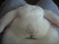 Chrapi?cy kr�lik