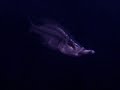 MALAWI TANK PREDADORES 2008