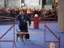 concours agility colmar 06/04/08
