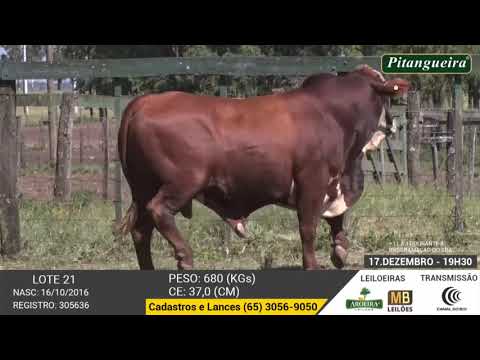 LEILO E DE OLHO NA FAZENDA GRUPO PITANGUEIRA