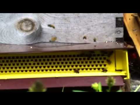 how to harvest pollen