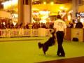 Crufts Heelwork to Music demo