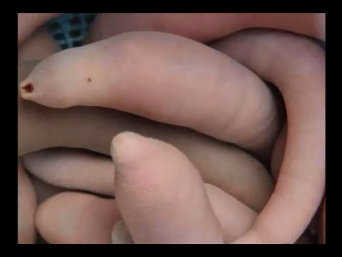 100 Weirdest and Rarest Animals in the World Real (Pictures Not Photoshopped)