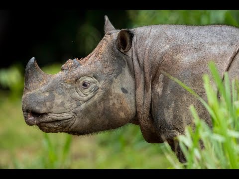 Borneo Wildlife Highlights