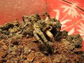 Lycosa singoriensis Lycosa singoriensis