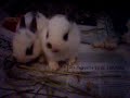 The Deffinition of Cuteness!