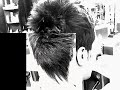 hair designer show