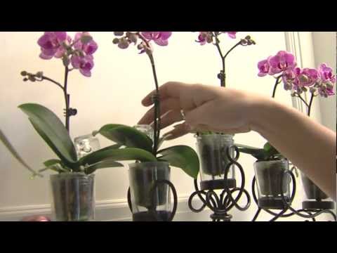 how to care for orchids ice cubes