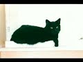 Le chat noir Le chat noir