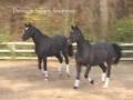 Dressage Simply Southern DVD Promo