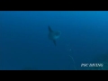 Bali scuba diving sunfish & manta rey(???????????