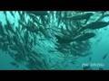 Bali scuba diving sunfish & manta rey(魅惑のバリダイビング）
