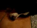 Popcorn snoring