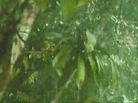 Floresta Tropical - Taiga