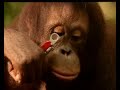 Victorinox - Swiss Army Knife - Orang Utan