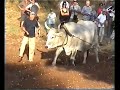 oxen plowing #1 oxen plowing #1
