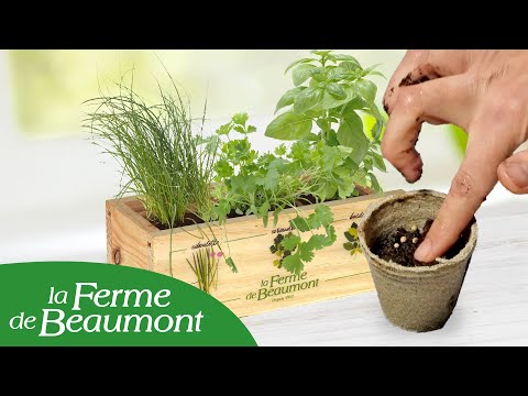 Coffret de graines de plantes aromatiques