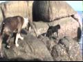 Dogs play on Sairee Beach Koh Tao Thailand.mpg