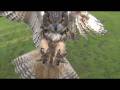 Photron SA2 Camera - Eagle Owl in Flight