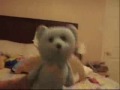 Crazy Animal Talent Show