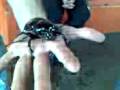 videos de Besouro Gigante