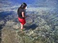Bichon Frise, Ashton & Tobey Swimming Adventure