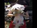 Bichón Frisé video