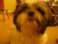 videos de Chewie the cutest shih tzu/the prettiest Maine Coon