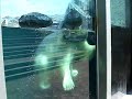 ours polaire jouant avec une poubelle au zoo de quebec
