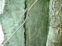 Guardian Of The Earth Clips