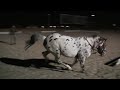 Video nocturno com camara sony HDR-CX505. Appaloosa Horse