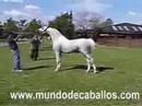 Caballo Arabe