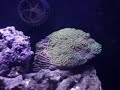 my-300-gallon-salt-water-reef-aquarium.html