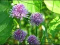 Charming Chives