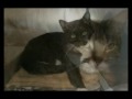 Peggy Adams Animal Rescue-Adopt A Dog or Cat