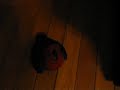 Attacking Eclectus