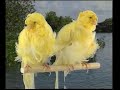 Naturaves - (Postura) Rizado Gigante.avi