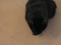 Ralphie