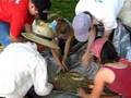 videos de Brassica harvest: Seperating seed from chaff