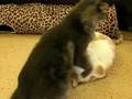 Kitty Klubhouse