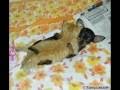 funny and crazy pictures slideshow