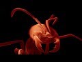 videos de Grasshoppers vs. Driver Ants - Ant  Attack - BBC Earth