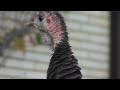 Ledger Live HD: The New Jersey Turnpike Turkey