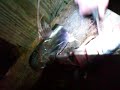 kill dead fish