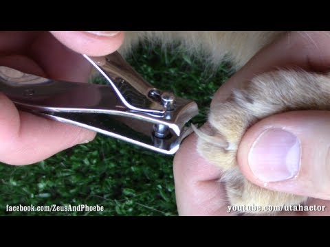 how to properly trim toenails