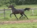 And They Danced, 2006 American Saddlebred gelding And They Danced, 2006 American Saddlebred gelding