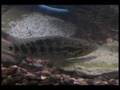 Breeding Pair: Parachromis Managuense (laying eggs)