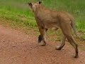 Animals in Africa Animals in Africa