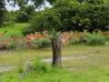 Animals in Africa